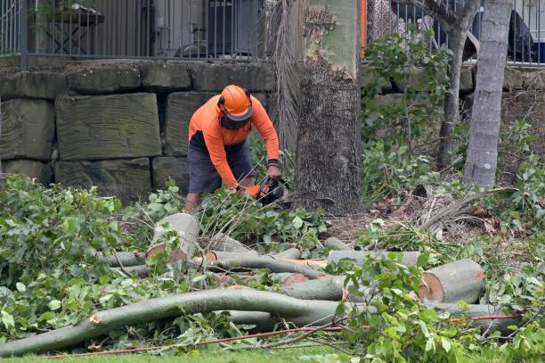 Best Tree Removal Contractors  in Cave Spring, VA